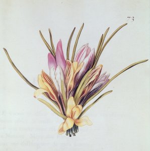 藏红花或番红花，来自&39;La Guirlande de Julie&39;，c.1642（wc on vellum） 作者 尼古拉斯·罗伯特